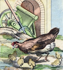 Huhn und Küken. Gravur in "Buffon Alphabet des Oiseaux n 2"