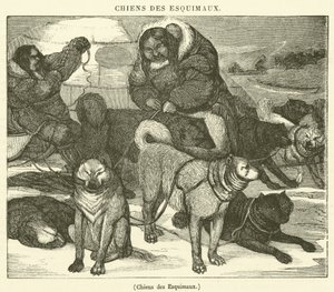 Eskimo-Hunde von French School