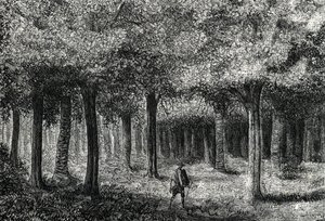 Chinarindenbaumwald zur Gewinnung von Chinarinde zur Malariabehandlung, Peru, 1888 von French School