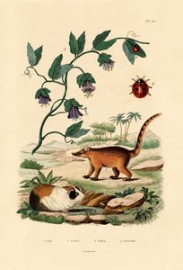 Nasenbär