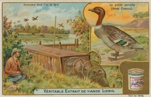 Krickente; Entenfang von French School
