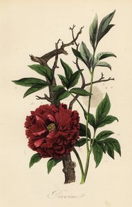 Gemeine Pfingstrose, Paeonia officinalis, mit Spinnennetz von French School