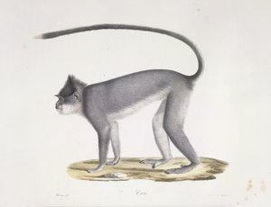 Croo. Ein Affe, aus Histoire Naturelle des Mammifères (Farblithographie)