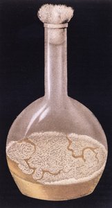 Kultur der menschlichen Tuberkulose, aus La Tuberculose et son Bacile von Isidore Strauss (1845-96) 1895