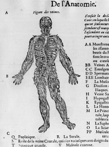 Zerschneiden des menschlichen Körpers: das Blutsystem, Venen. - in „Traité Médical“ von Ambroise Paré, ca. 1560.