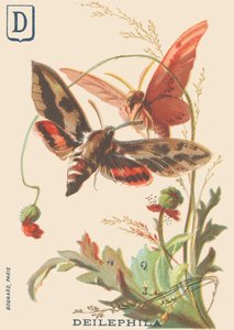 D: Deilephila (Deilephila elpenor oder Großer Weinschwärmer) von French School
