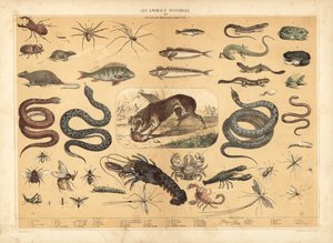 Gefährliche Tiere von French School