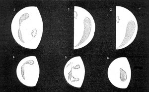 Dunkle Flecken und helle Flecken der Venus; 1, 2, 3, Flecken beobachtet von D. Cassini 1667; 4, 5, 6, Flecken beobachtet von M. Langdon 1871 - in „Le Ciel“ von Amédée Guillemin