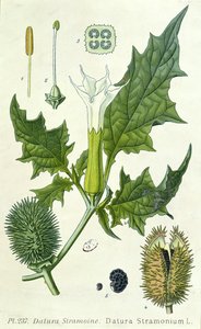 Datura stramonium, botanische Tafel