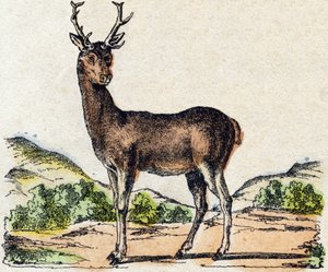 Hirsch. Gravur in "Alphabet der wilden Tiere". 9. Serie. Bildersammlung von Epinal, Pellerin, Drucker-Verleger, um 1870
