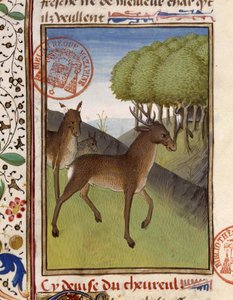 Hirsche und Rehe - aus „The Hunting Book of Gaston Phoebus, Count of Foix, Lord of Béarn“