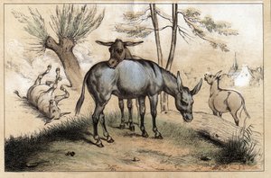 Beschreibung der verschiedenen Produkte und Verwendungen des Esels: Zwei Esel in einem. Detail der Tafel „Der Esel und seine Produkte“ in „Les Recreations instructives“, Synoptisches Gemälde von Jules Delbruck, Gravur von 1860. Private Sammlung