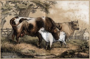 Beschreibung der verschiedenen Produkte und Verwendungen der Kuh: Kuh und Kalb auf einer Wiese. (La coache et ses produits)
