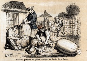 Beschreibung der verschiedenen Verwendungen und Produkte von Schafen: Schafschur. (Les moutons) von French School