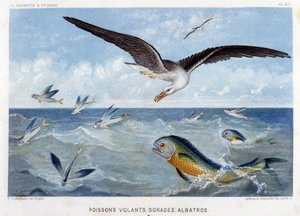 Doraden, fliegende Fische, Albatros - in „Le Monde de la Mer“ von Alfred Fredol. ed. Paris, Hachette. von French School