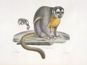 Douroucouli oder Nachtaffe - Aotus trivirgatus, aus Histoire Naturelle des Mammifères