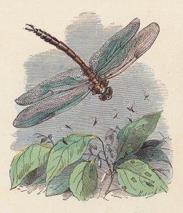 Libelle von French School