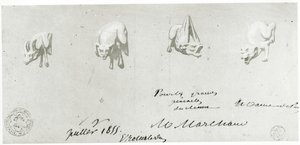 Zeichnung für die Restaurierung der Wasserspeier von Notre Dame, 1855 von French School