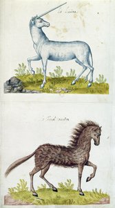 Zeichnungen eines Einhorns und eines Wildpferdes von French School