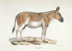 Dziggetai, aus Histoire Naturelle des Mammifères von French School