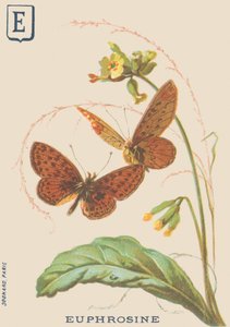 E: Euphrosine (Clossiana euphrosine oder Großer Perlmutterfalter)