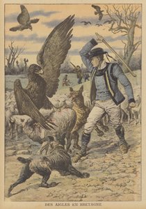 Adler greifen eine Schafherde in der Bretagne an von French School