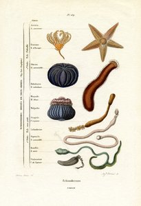 Stachelhäuter, 1833-39
