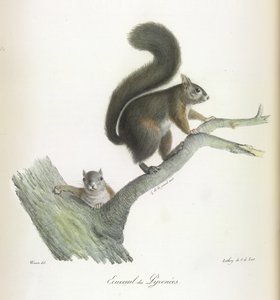 Eichhörnchen der Pyrenäen, aus Histoire Naturelle des Mammifères