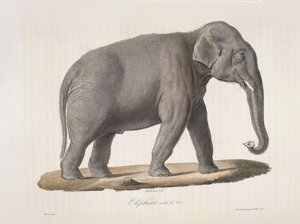 Asiatischer Elefant, aus Histoire Naturelle des Mammifères von French School