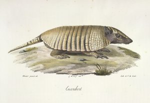 Gürteltier, aus Histoire Naturelle des Mammifères von French School