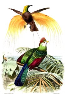Exotische Vögel: der kleine smaragdgrüne Paradiesvogel und der Touraco Pauline von French School