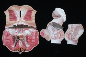 Weibliche anatomische Figur, aus 