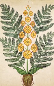 Farn mit gelben Blumen, Platte von einem Samenhändler in Oisans von French School