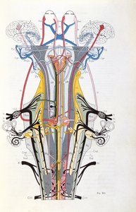 Abb. 212 aus Semiologie des Affections du Systeme Nerveux von J. Dejerine, 1914