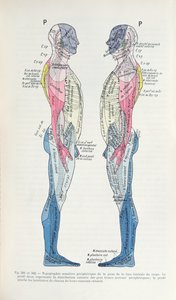 Das Nervensystem, aus Semiologie des Affections du System Nerveux von J. Dejerine, 1914