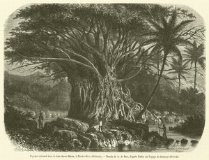 Kolossaler Feigenbaum in der Anna-Maria-Bucht, Nouka-Hiva, Ozeanien von French School