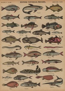 Fische von French School