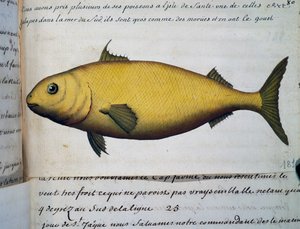 Fisch so groß wie Kabeljau, Isle De La Sante, Aquarell aus dem Logbuch von Jacques Gouin de Beauchesne von French School