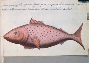 Fisch namens Big Mouth, Sao Vicente Insel, Aquarell aus dem Logbuch von Jacques Gouin de Beauchesne von French School