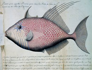 Fisch namens Bource, Insel Sao Vicente, Kap Verde, aus dem Logbuch von Jacques Gouin de Beauchesne von French School