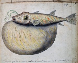 Fisch namens Crocros, Sao Vicente Insel, Aquarell aus dem Logbuch von Jacques Gouin de Beauchesne