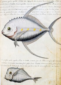 Fisch namens Lisse und Mondfisch, Insel Sao Vicente, Kap Verde, Aquarell aus dem Logbuch von Jacques Gouin de Beauchesne, Kapitän der Compagnie royale de la Mer du Sud, von 1698 bis 1701, Frankreich von French School