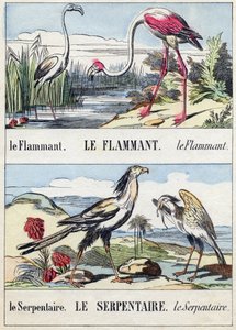 Flamingo und Schlange. Gravur in "Buffon Alphabet des Oiseaux n 2" von French School
