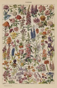 Blumen von French School