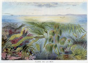 Flora des Meeres - in „Le Monde de la Mer“ von Alfred Fredol. ed. Paris, Hachette. von French School