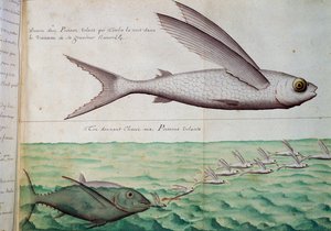 Fliegende Fische und Thunfische, die fliegende Fische jagen, Wendekreis des Krebses, Aquarell aus dem Logbuch von Jacques Gouin de Beauchesne (1652-1730), Kapitän der Compagnie royale de la Mer du Sud, von 1698 bis 1701, Frankreich