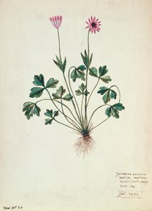 Fol.1275 Geranie