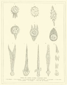 Formen von Kometen nach dem Historiker Plinius (Stich) von French School