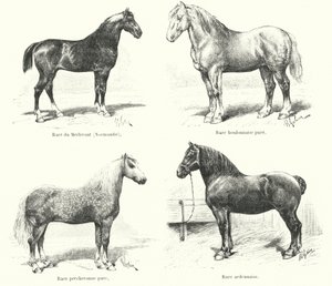 Vier französische Pferderassen: Merlerault, Boulonnaise, Percheronne, Ardennaise (Gravur) von French School