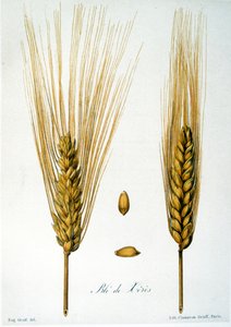 Französische Illustration des 19. Jahrhunderts von Ähren von French School